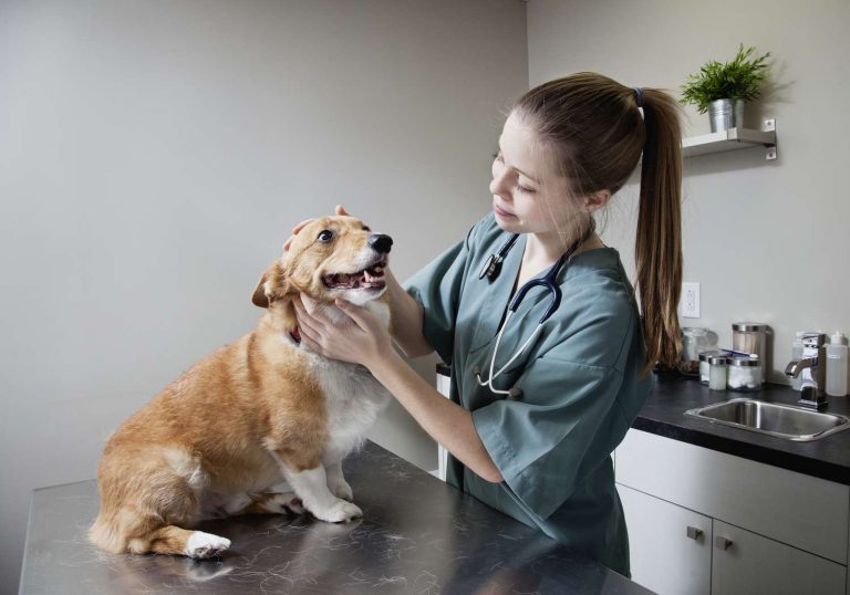 12 Jobs Which Are Perfect For Animal Lovers